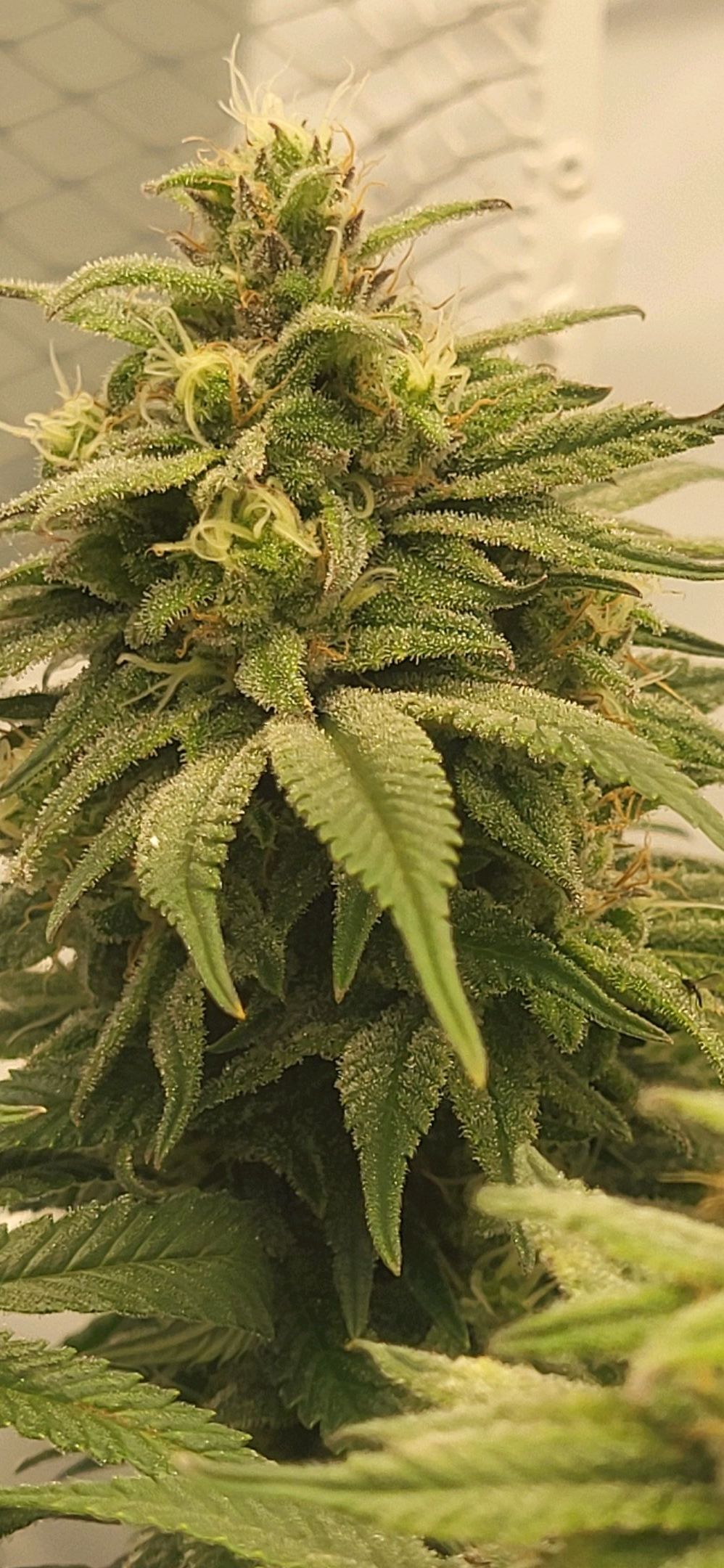 Die Königin growlog photo 106