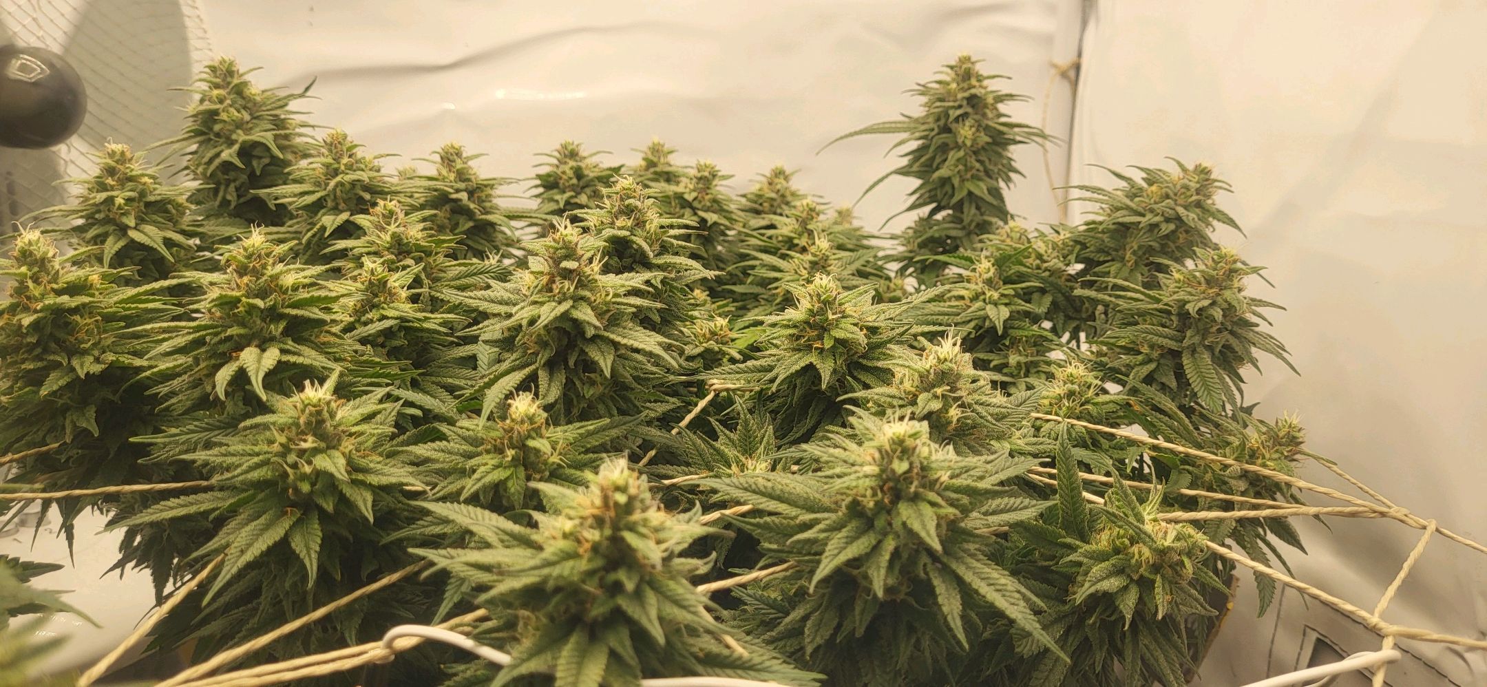 Die Königin growlog photo 107