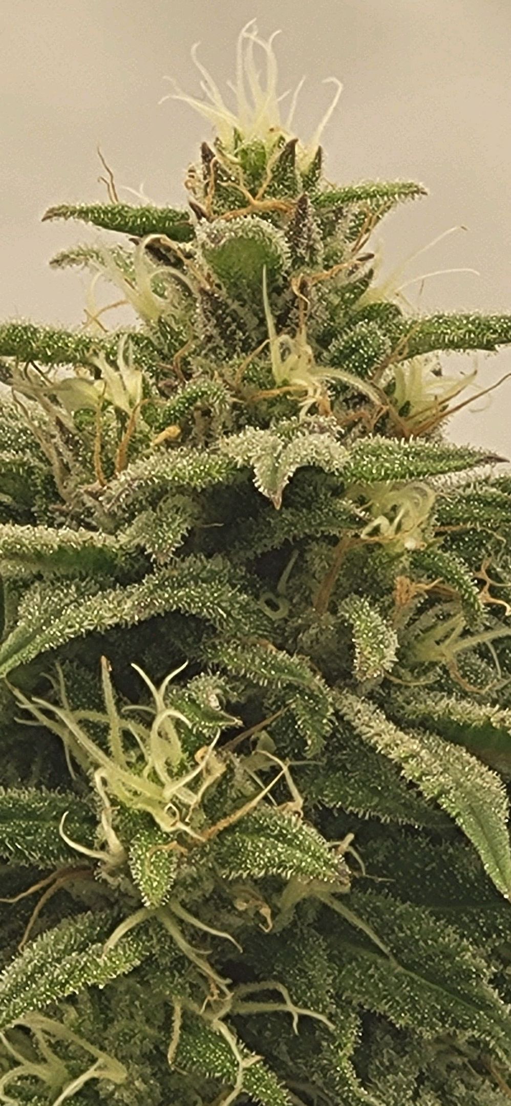 Die Königin growlog photo 108