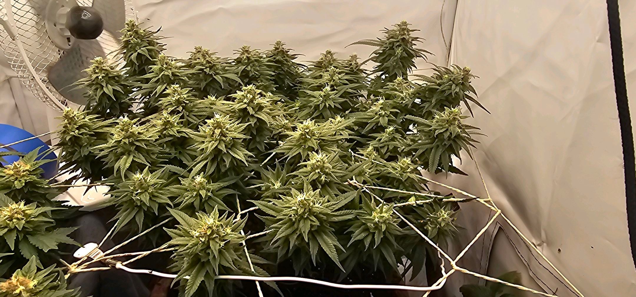 Die Königin growlog photo 109