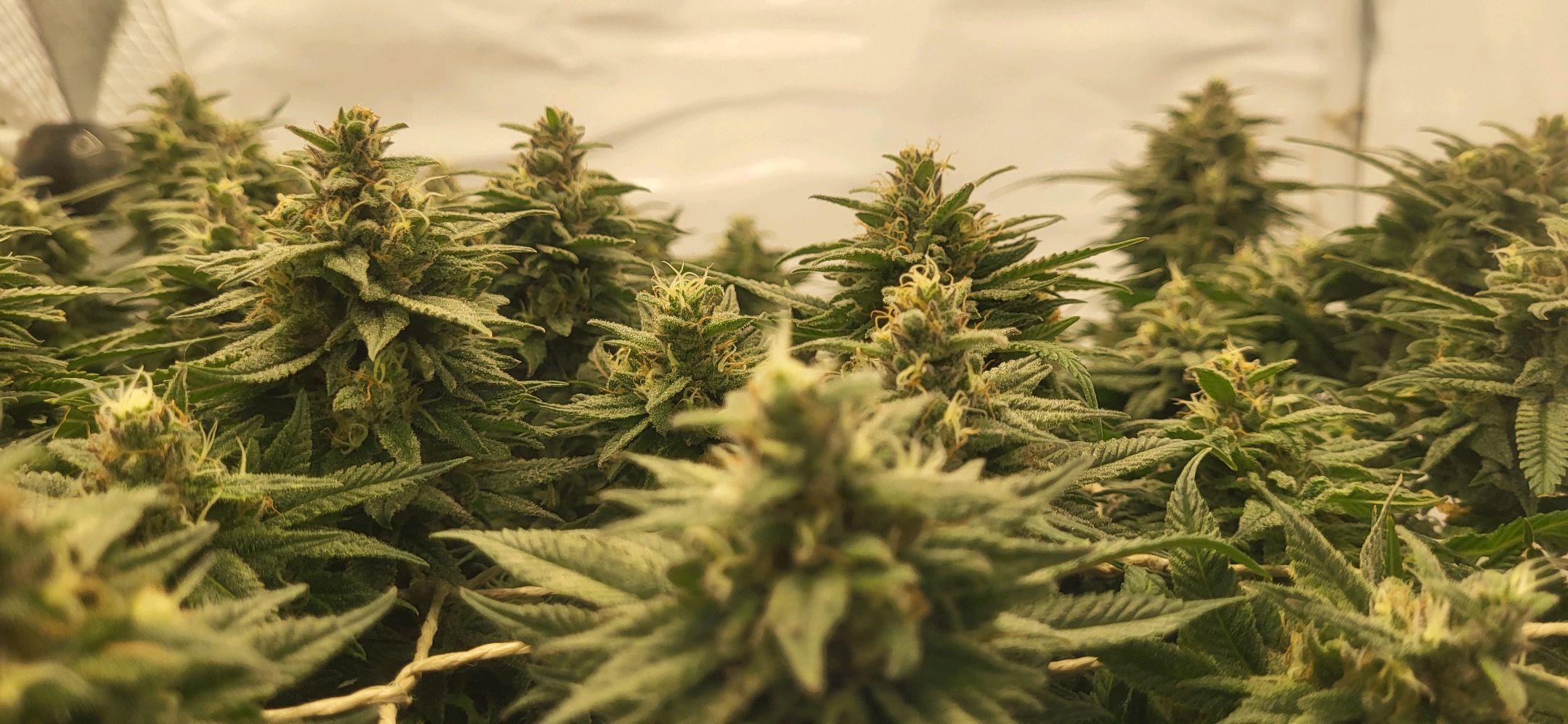 Die Königin growlog photo 110