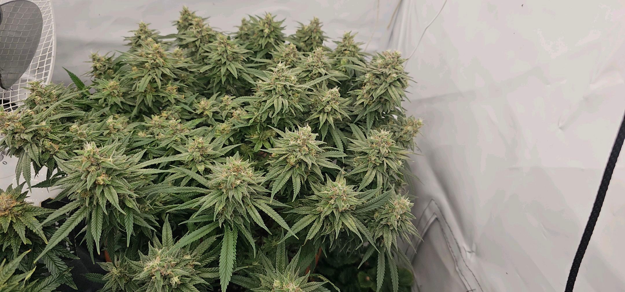 Die Königin growlog photo 111