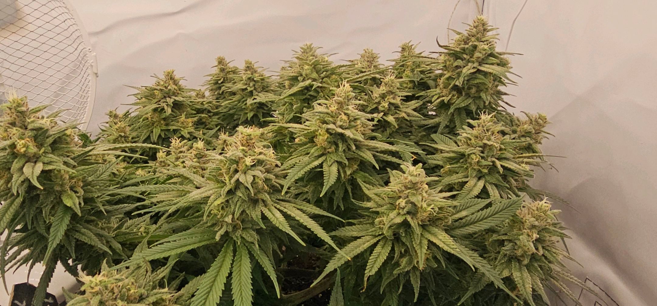 Die Königin growlog photo 112