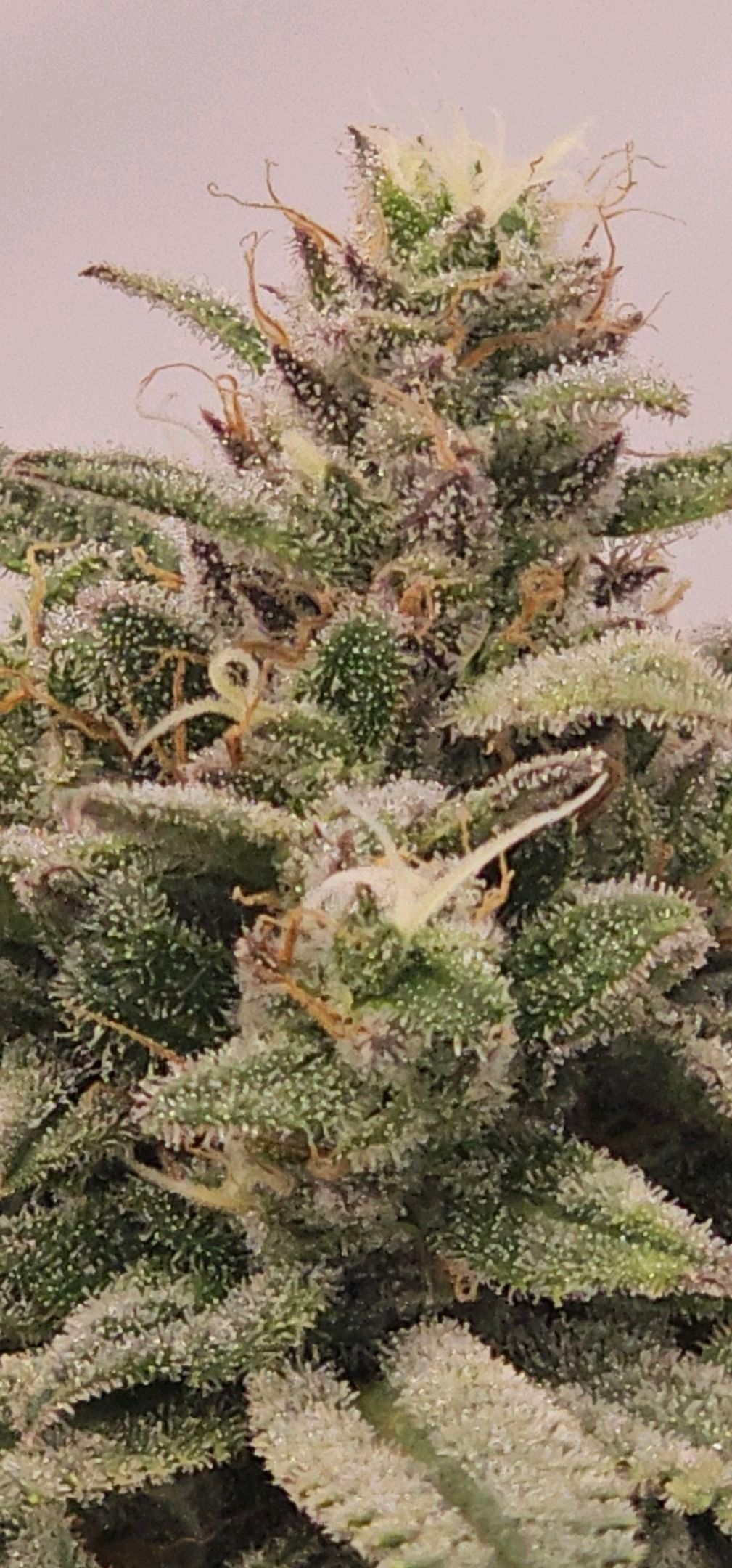 Die Königin growlog photo 113