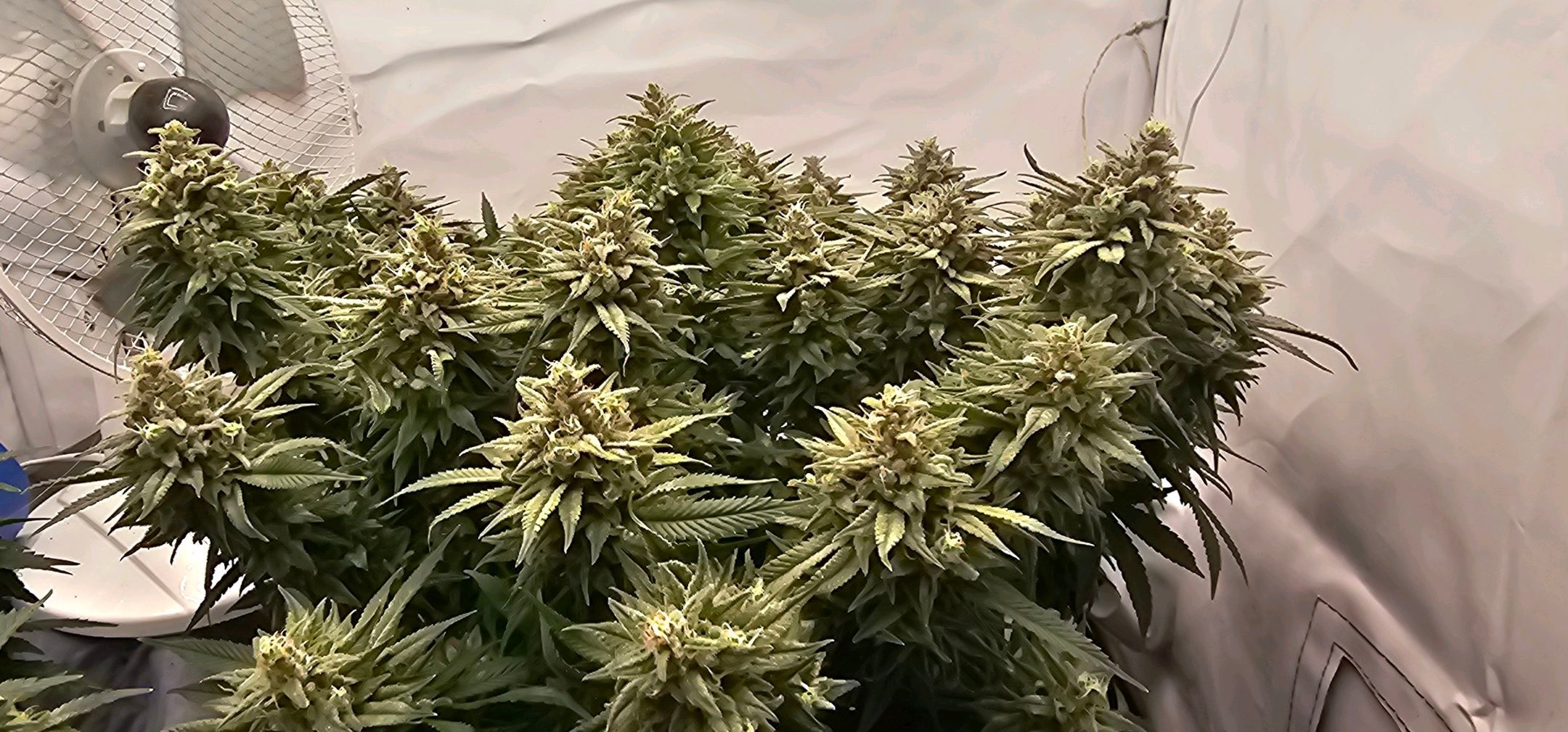 Die Königin growlog photo 114