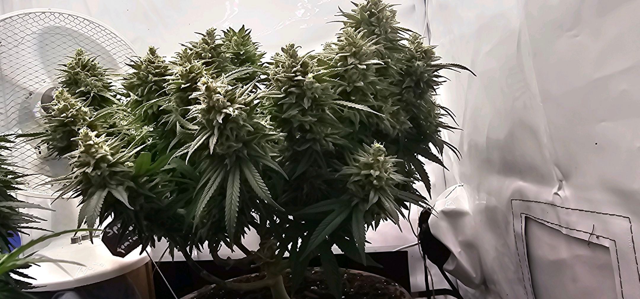 Die Königin growlog photo 115