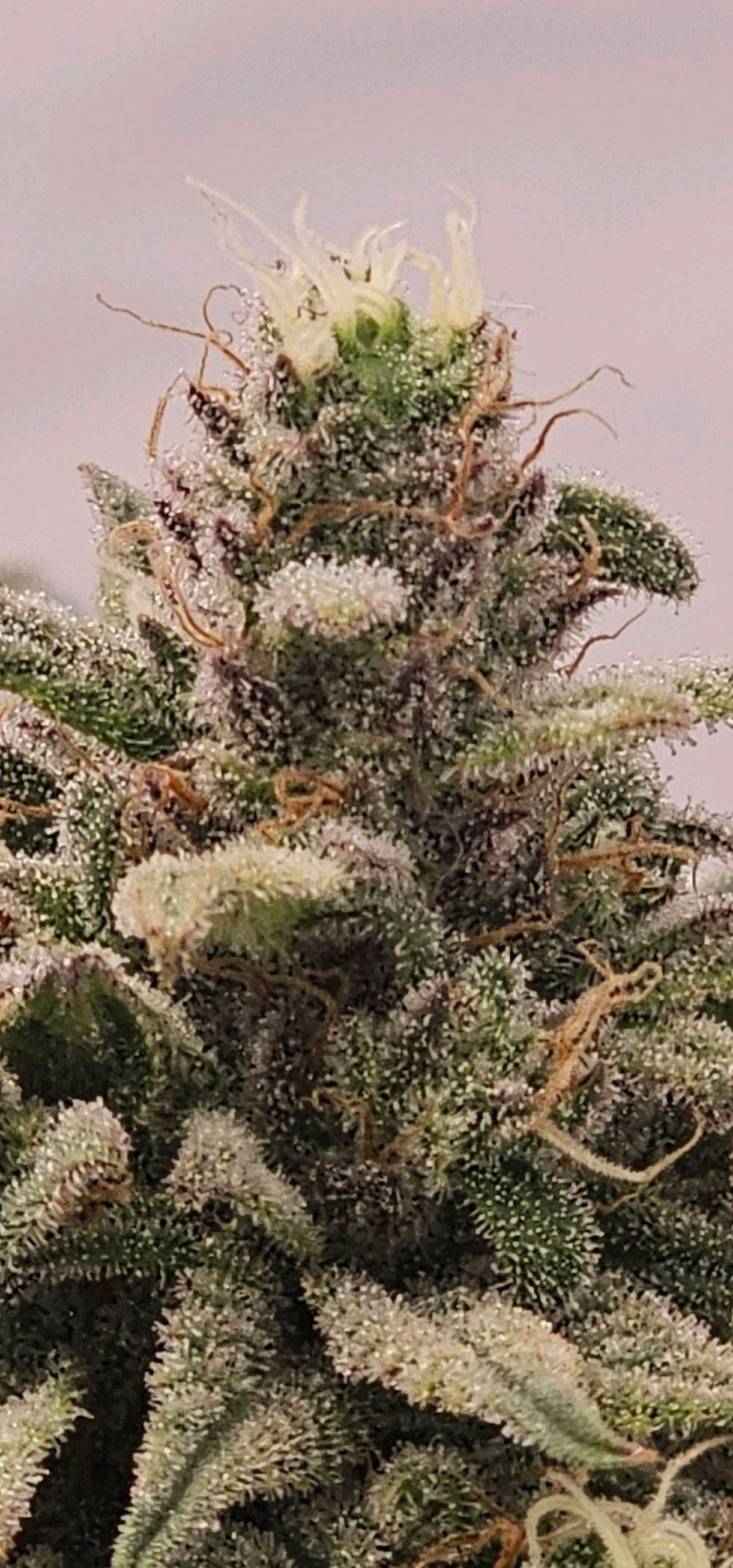 Die Königin growlog photo 116