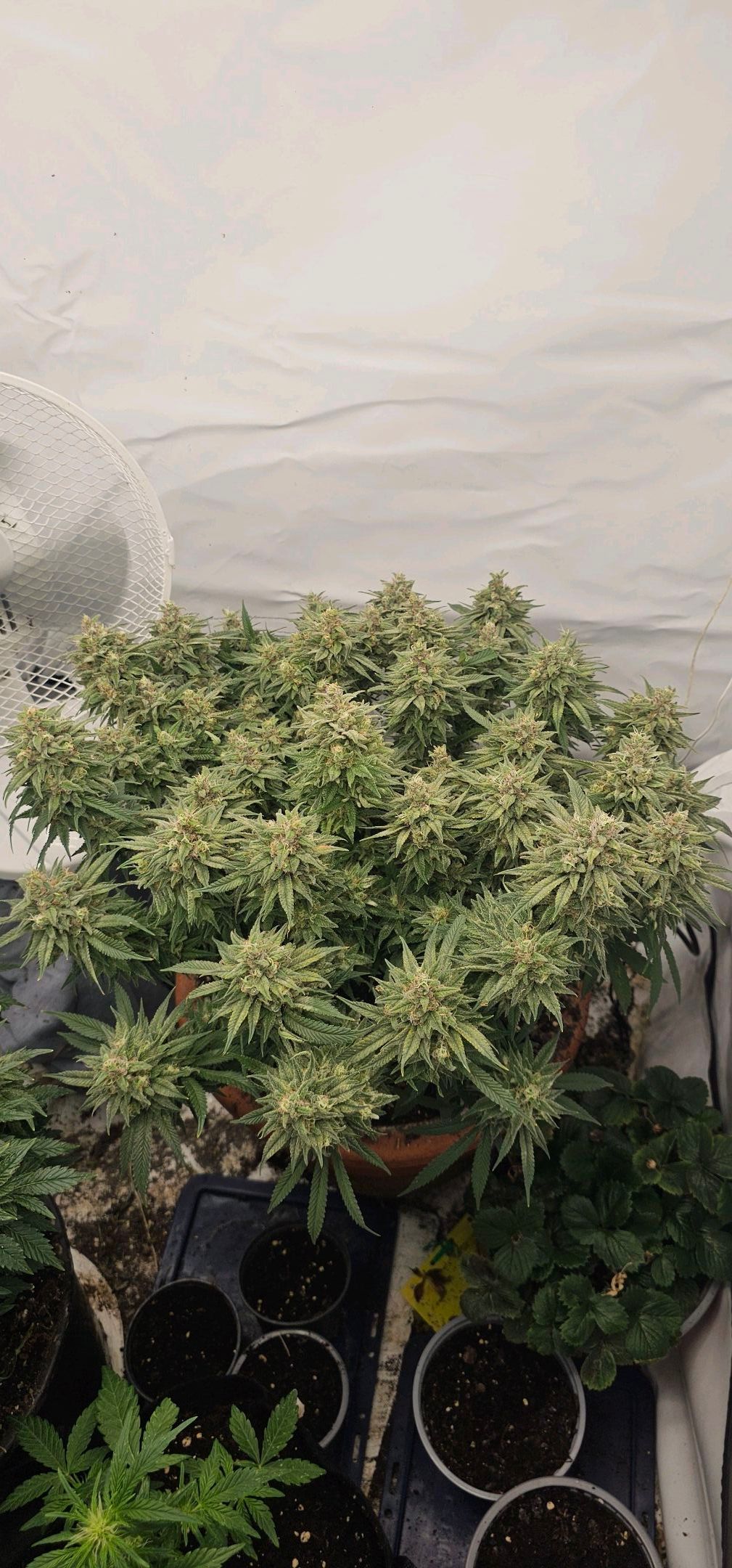 Die Königin growlog photo 117