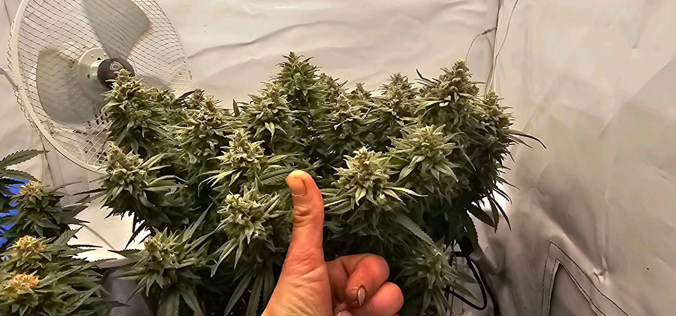 Die Königin growlog photo 118