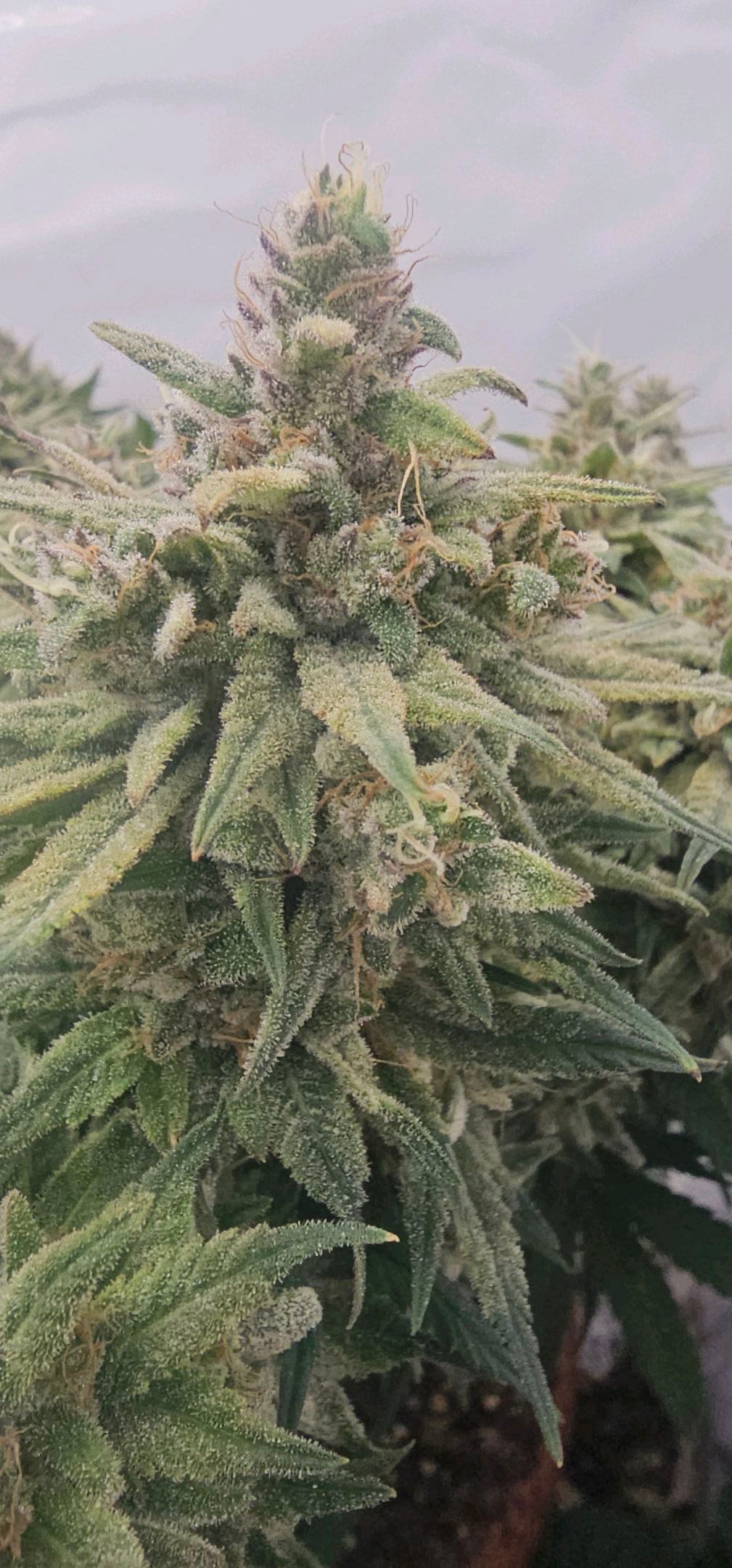 Die Königin growlog photo 119