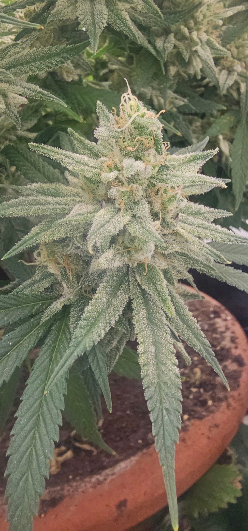 Die Königin growlog photo 120