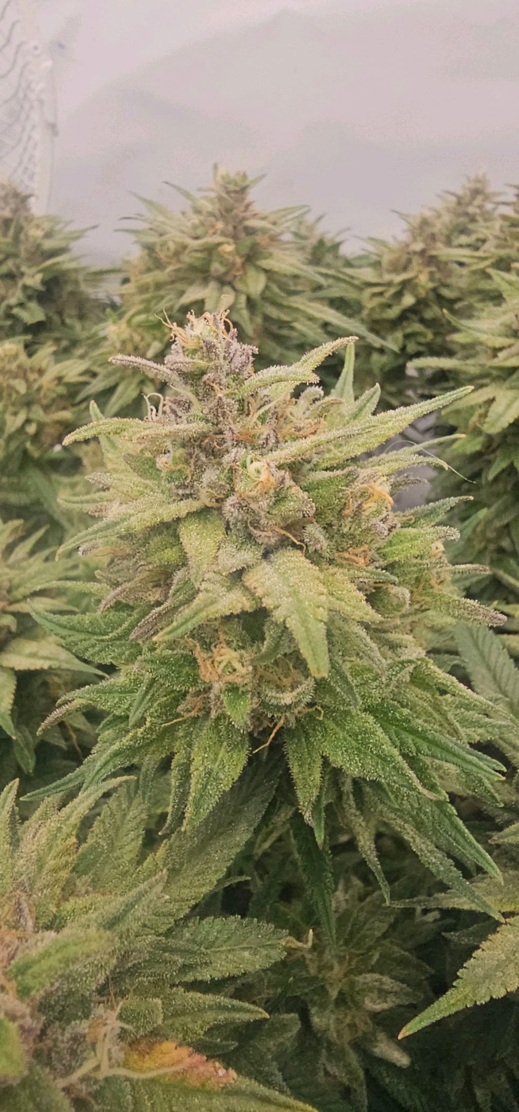 Die Königin growlog photo 121