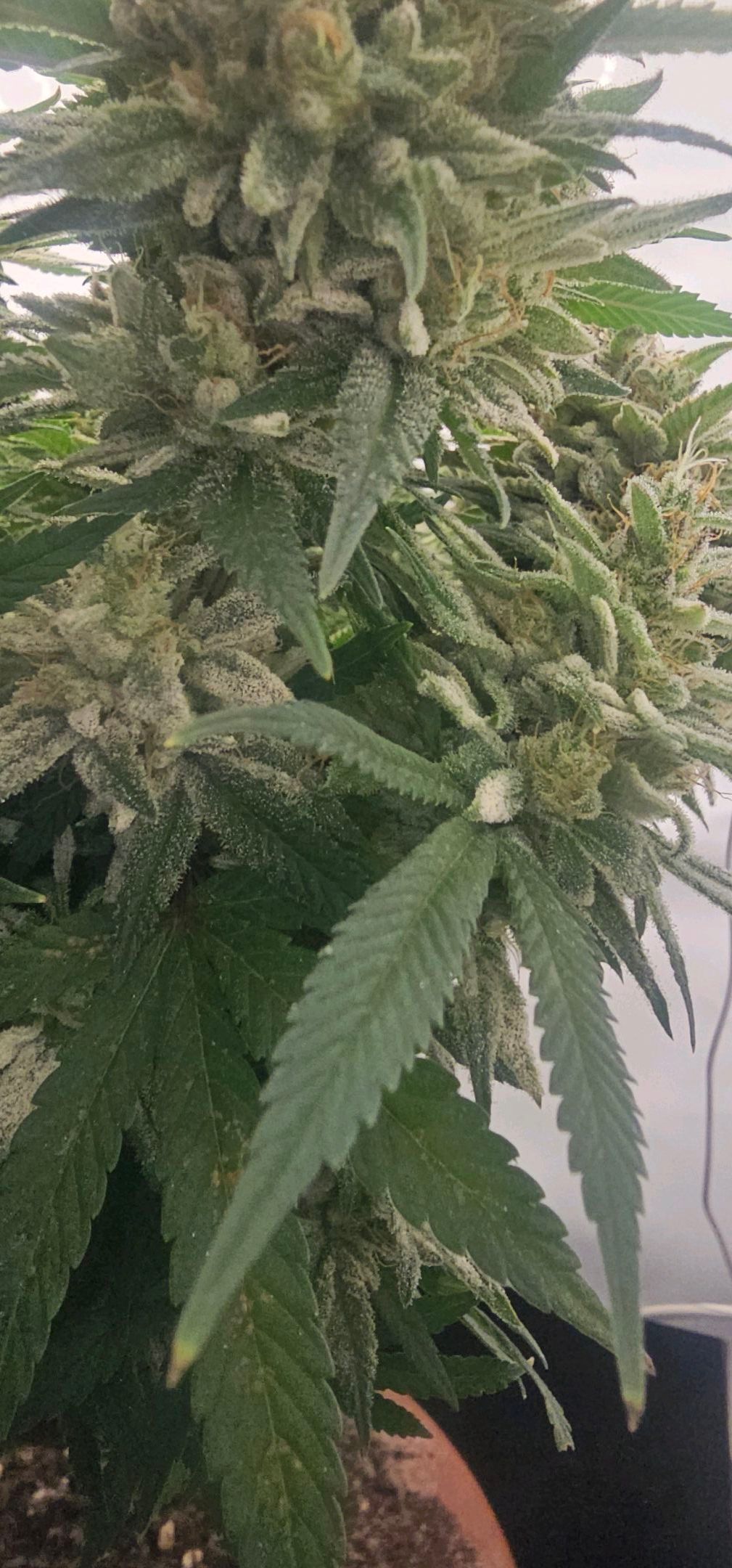 Die Königin growlog photo 122