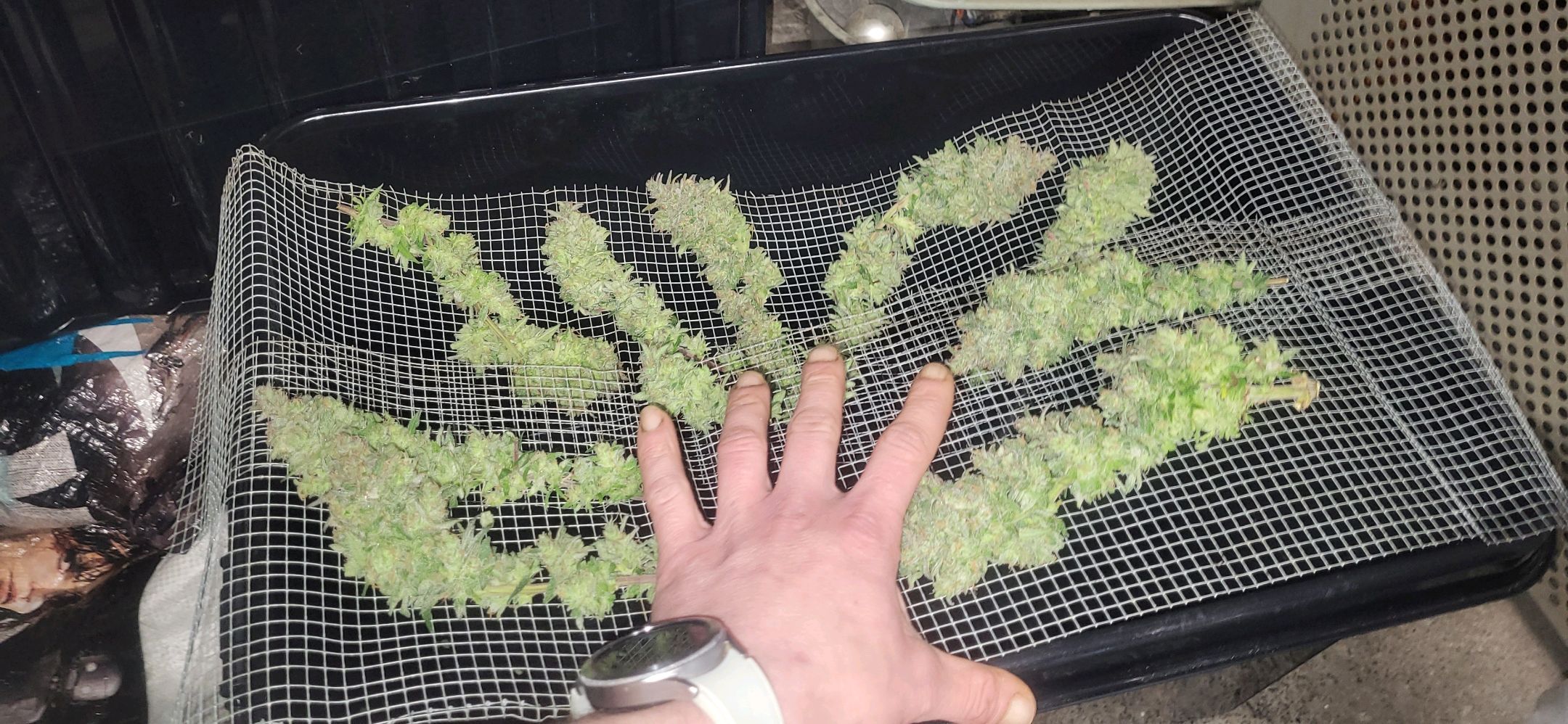 Die Königin growlog photo 126