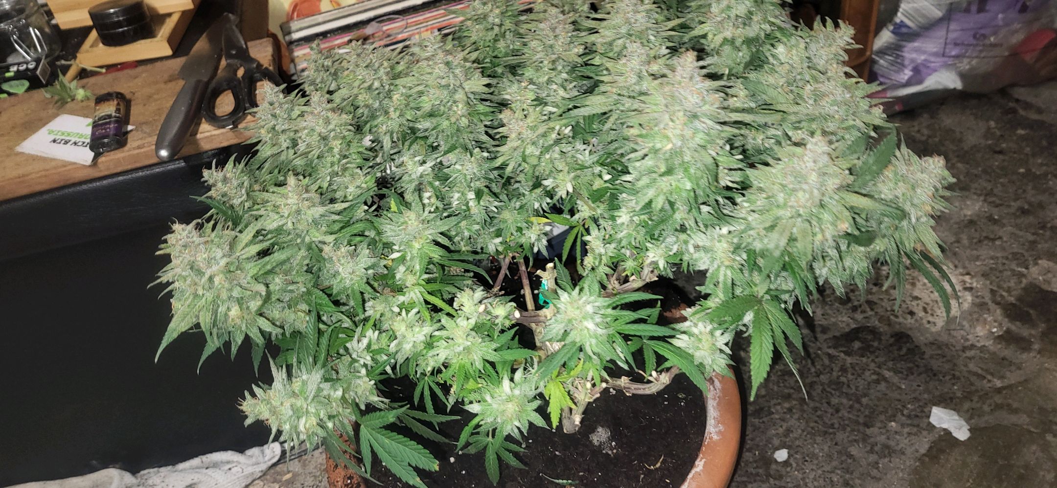 Die Königin growlog photo 123