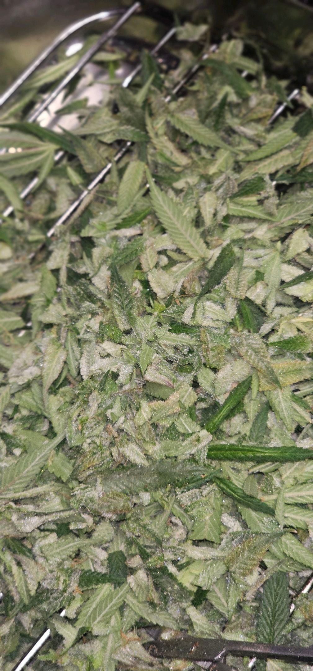 Die Königin growlog photo 124