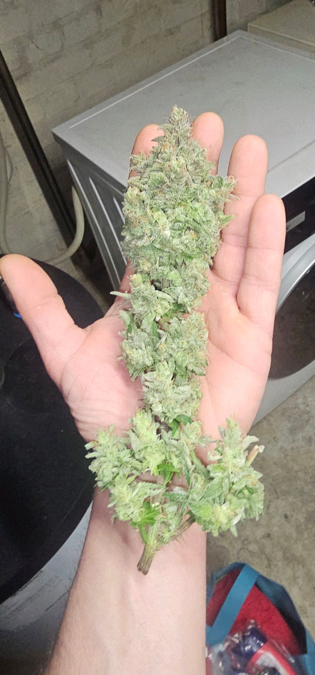 Die Königin growlog photo 125