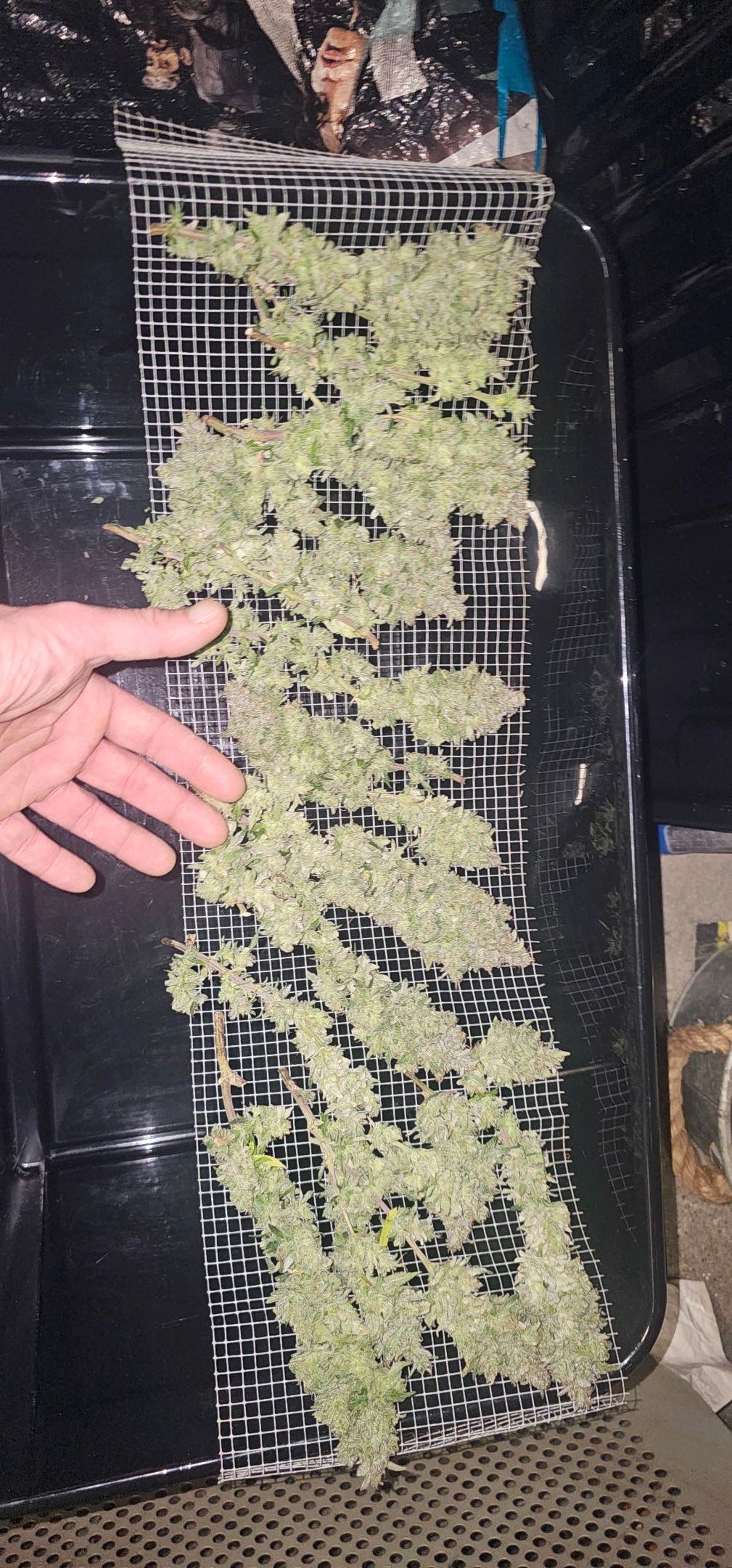 Die Königin growlog photo 127