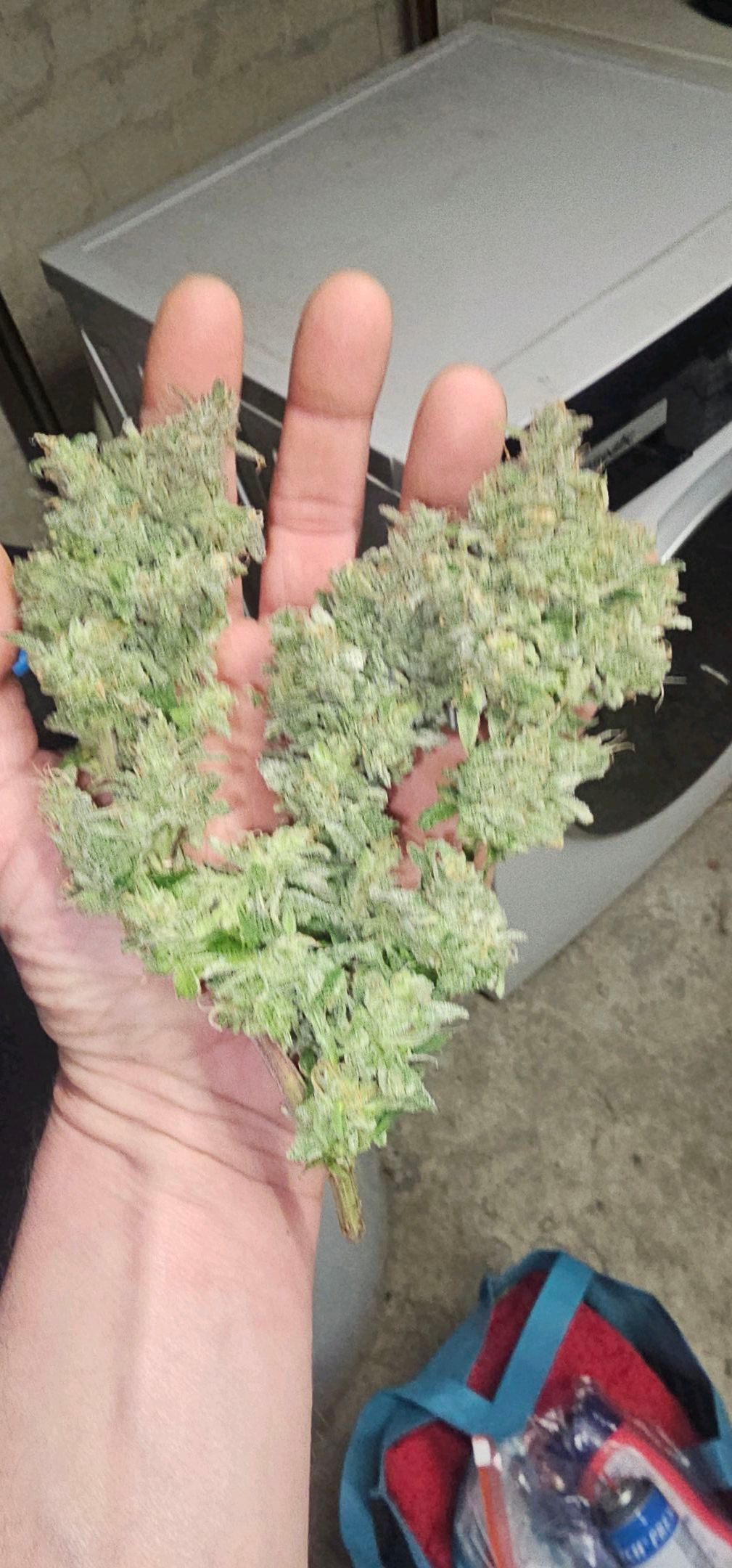 Die Königin growlog photo 128