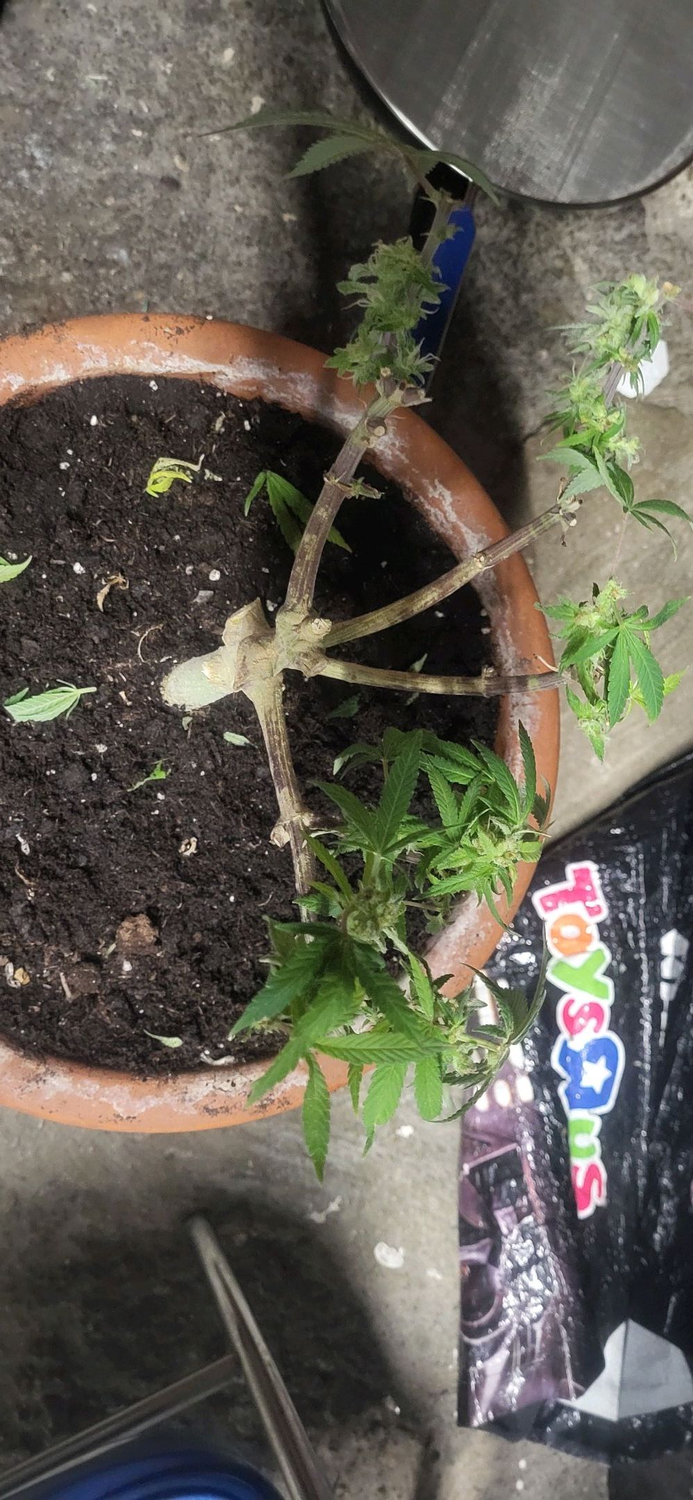 Die Königin growlog photo 129