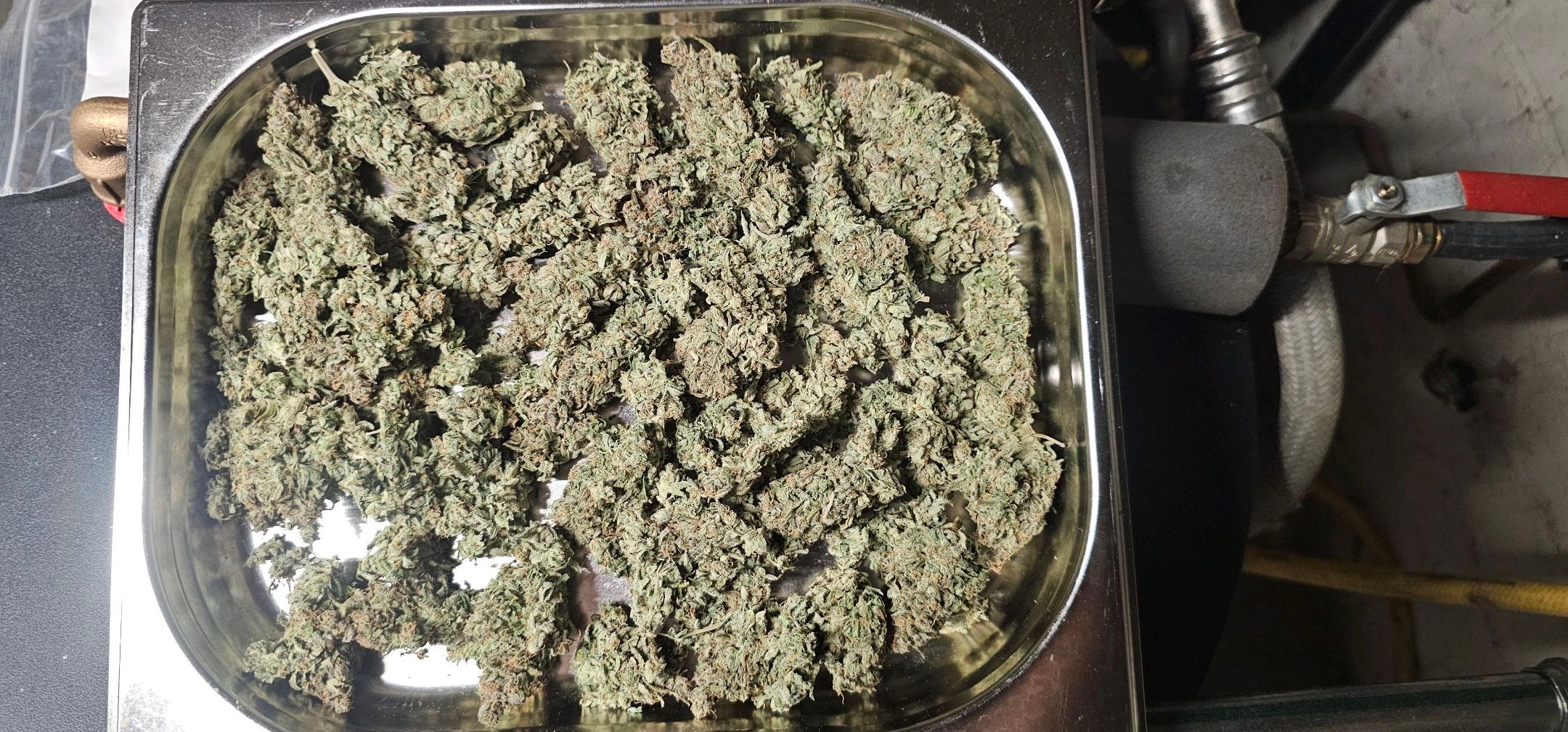 Die Königin growlog photo 130