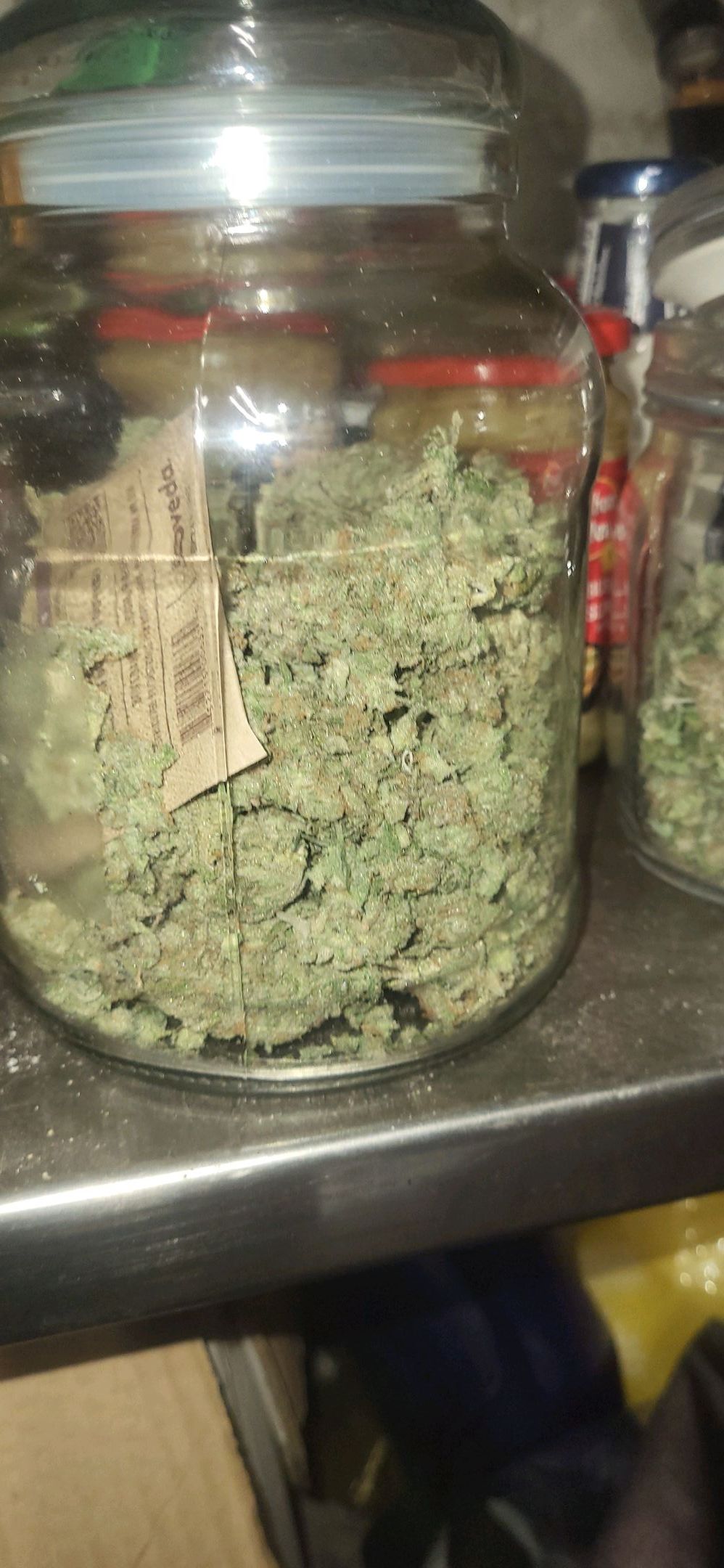 Die Königin growlog photo 132