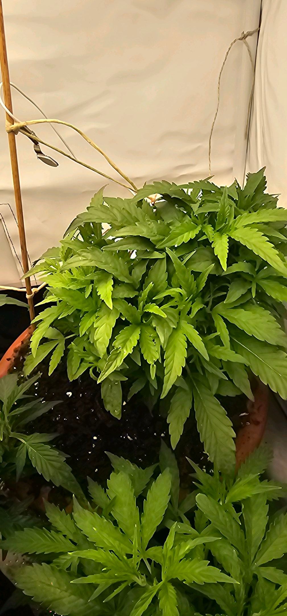 Die Königin growlog photo 133