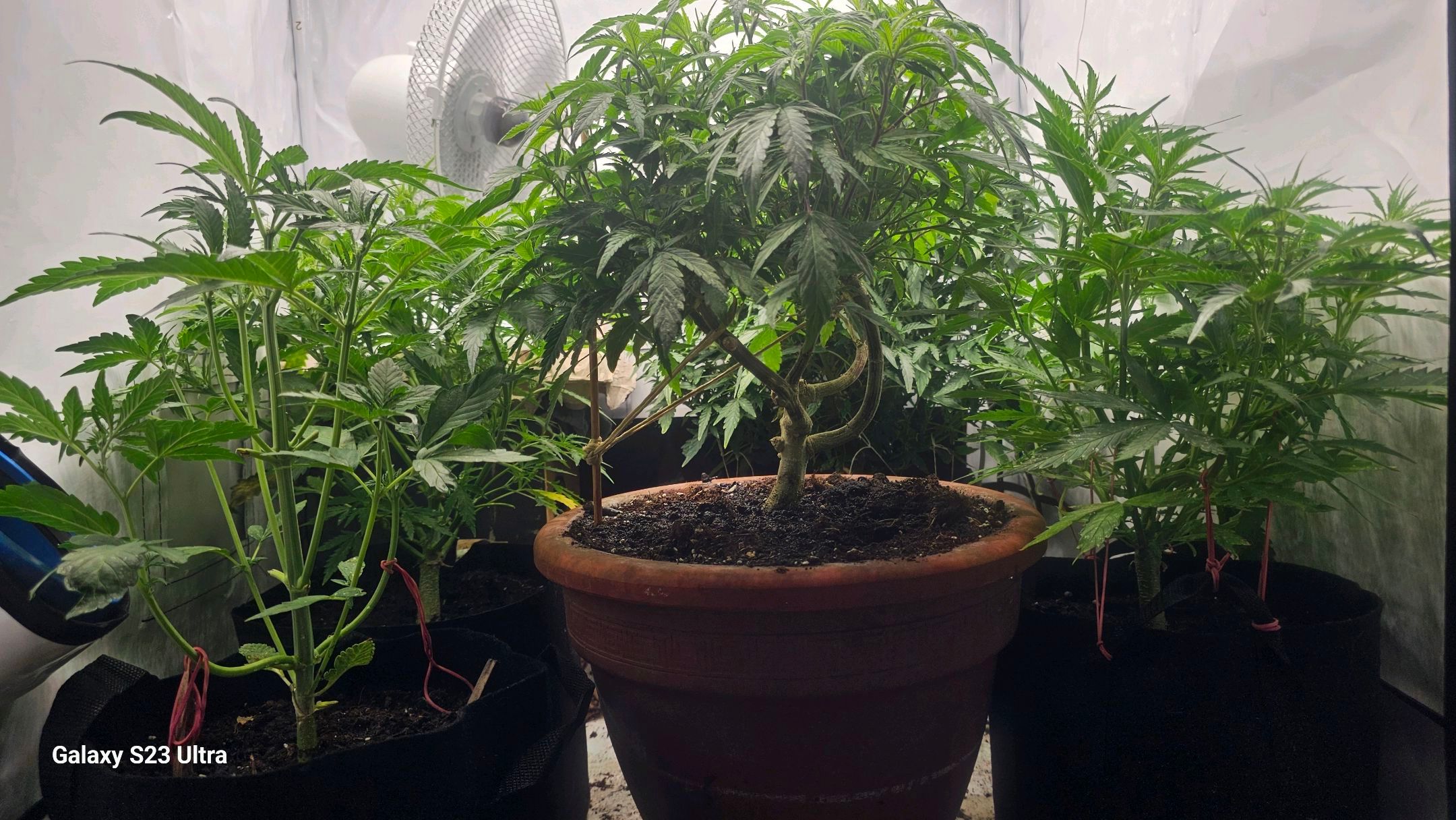 Die Königin growlog photo 134