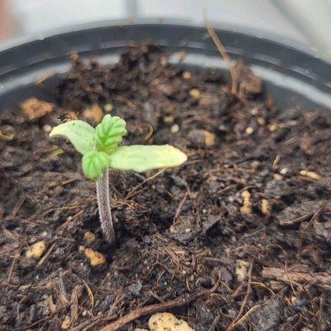 Baby Blueberry  growlog timeline photo