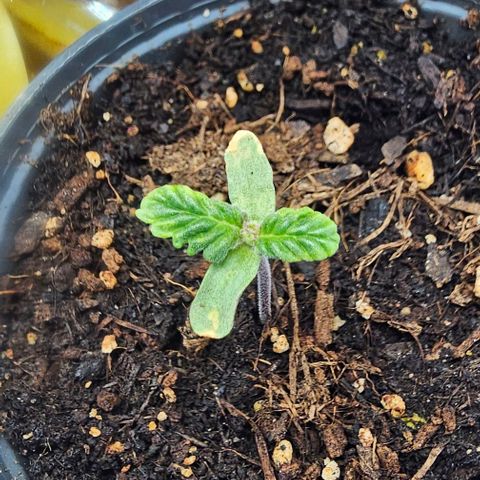 Baby Blueberry  growlog timeline photo