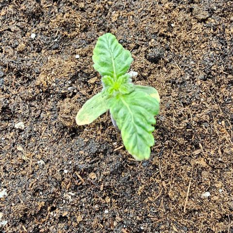Baby Blueberry  growlog timeline photo