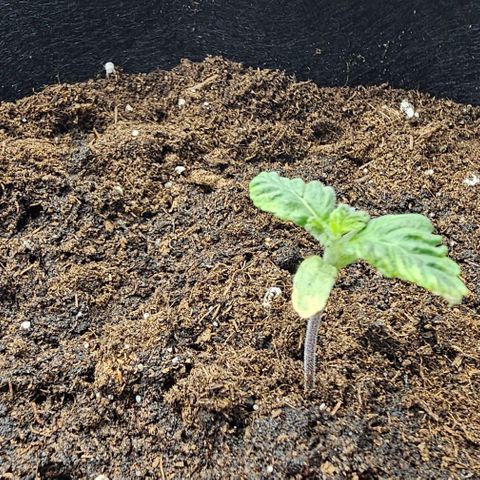 Baby Blueberry  growlog timeline photo
