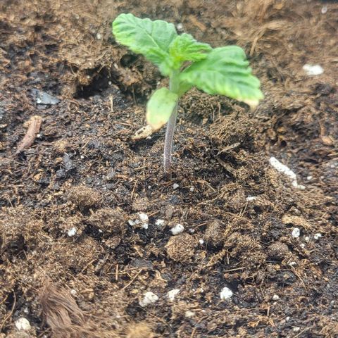 Baby Blueberry  growlog timeline photo