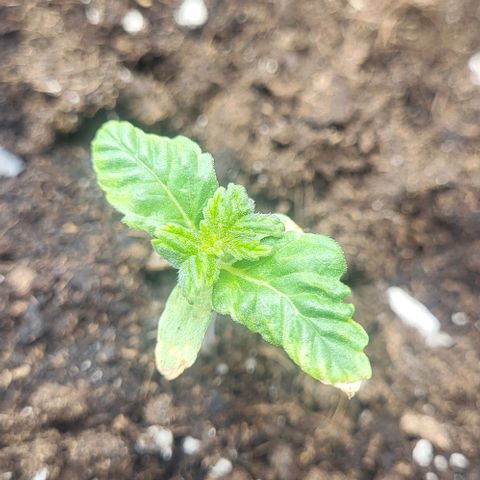 Baby Blueberry  growlog timeline photo