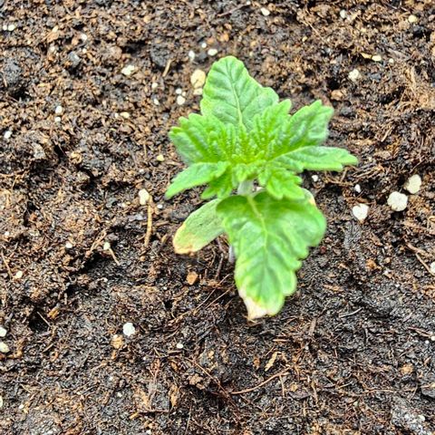 Baby Blueberry  growlog timeline photo