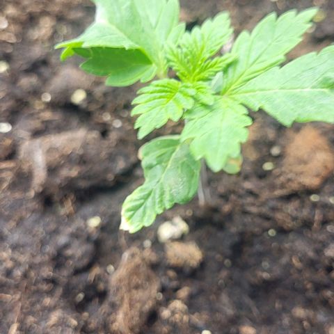 Baby Blueberry  growlog timeline photo