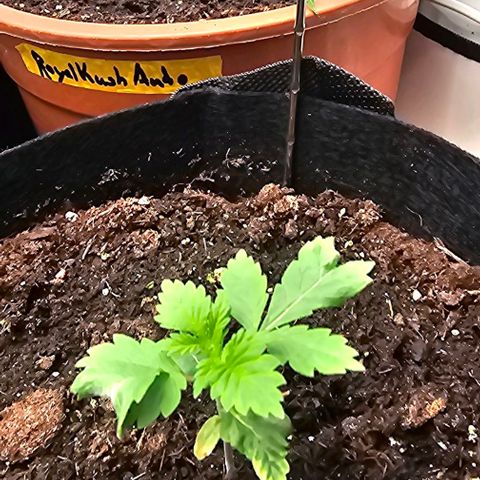 Baby Blueberry  growlog timeline photo