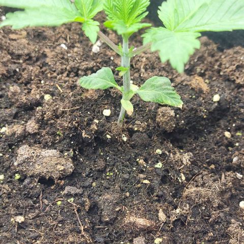 Baby Blueberry  growlog timeline photo