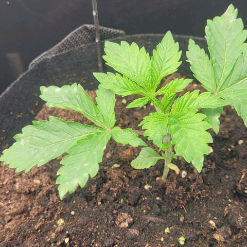 Baby Blueberry  growlog timeline photo