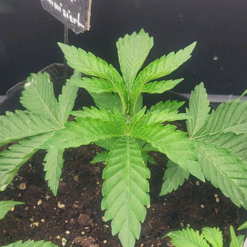 Baby Blueberry  growlog timeline photo