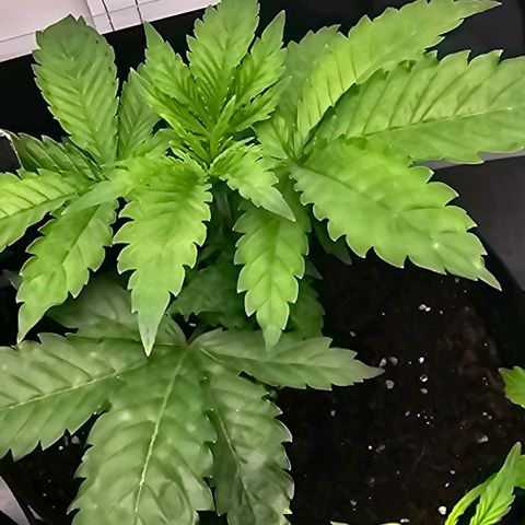 Baby Blueberry  growlog timeline photo