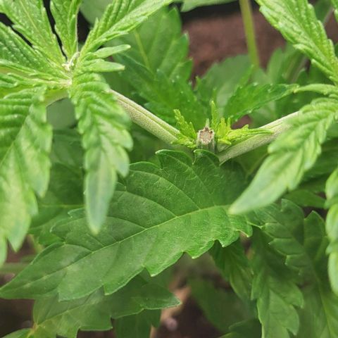 Baby Blueberry  growlog timeline photo