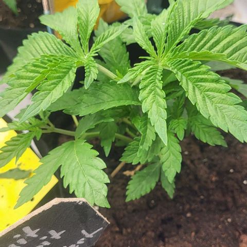 Baby Blueberry  growlog timeline photo