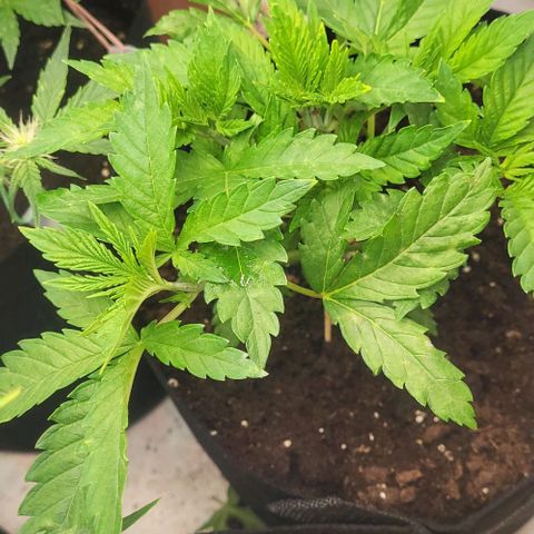 Baby Blueberry  growlog timeline photo