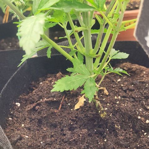 Baby Blueberry  growlog timeline photo