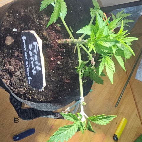 Baby Blueberry  growlog timeline photo