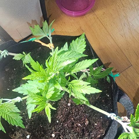Baby Blueberry  growlog timeline photo
