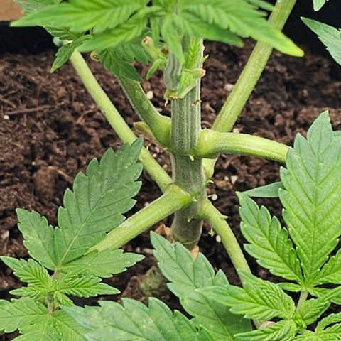 Baby Blueberry  growlog timeline photo