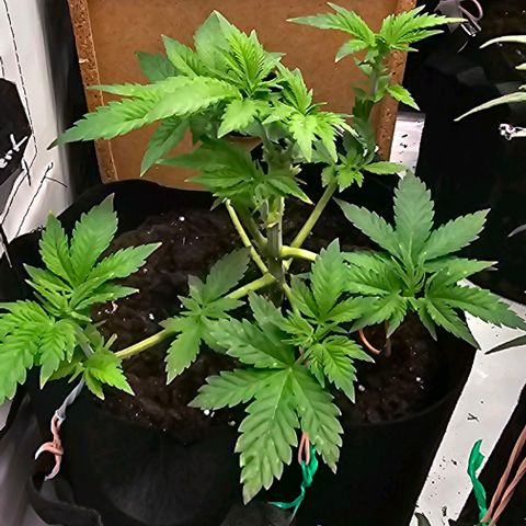 Baby Blueberry  growlog timeline photo