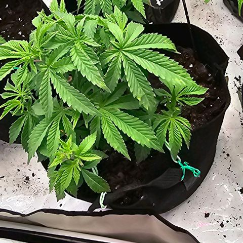 Baby Blueberry  growlog timeline photo